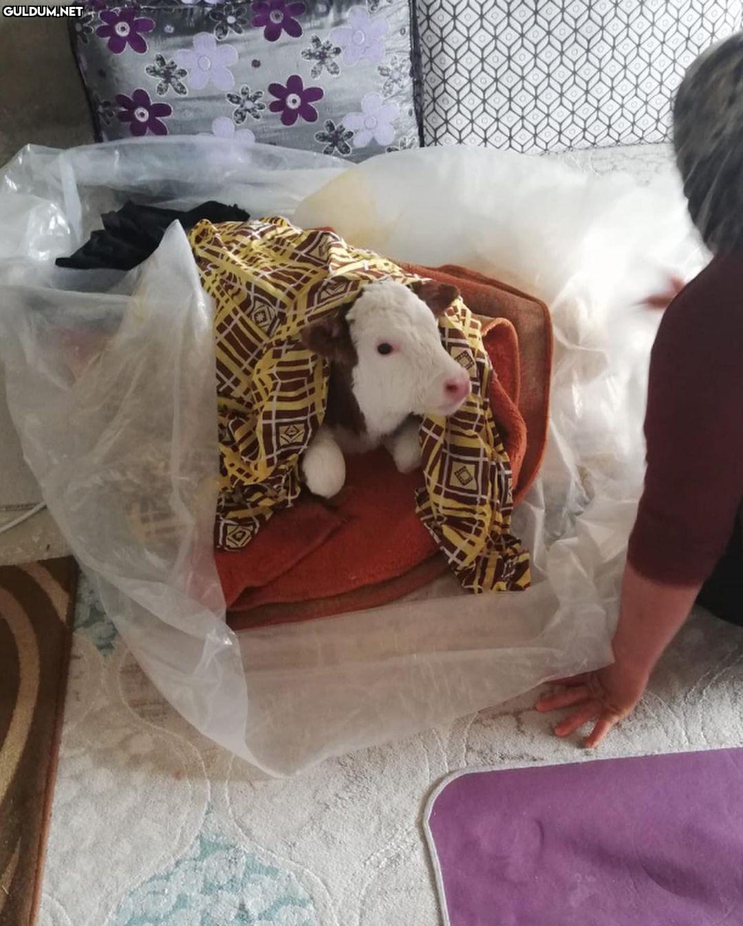 Çok tatlı lan...