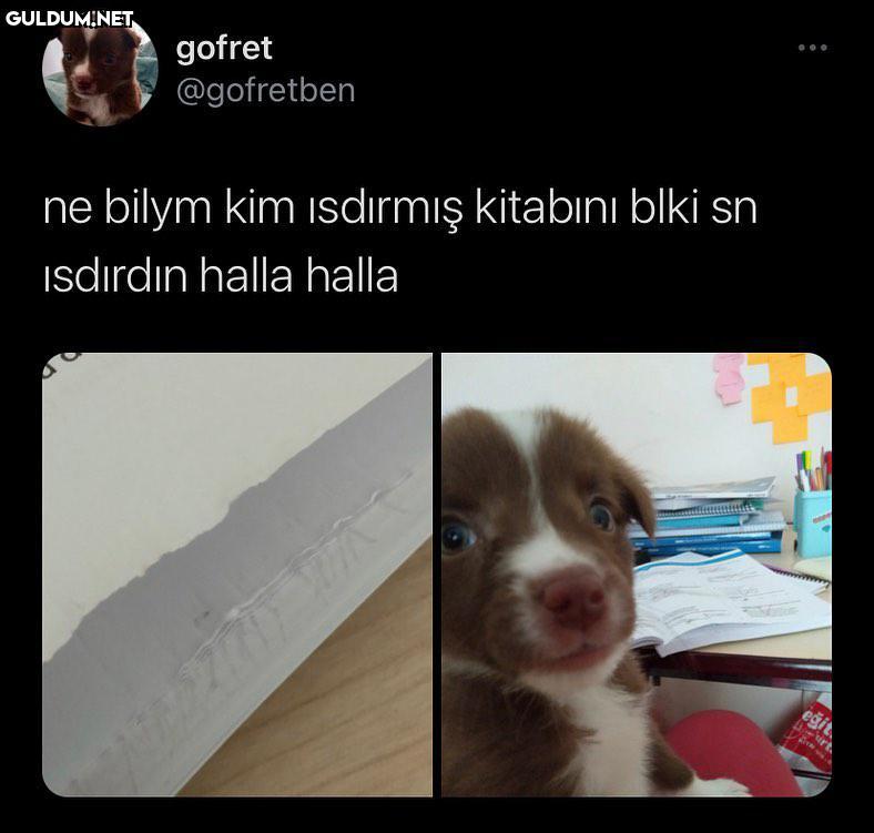 gofret @gofretben ne bilym...