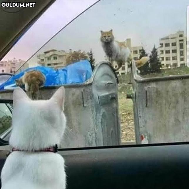 Bir aşk daha başlamadan...