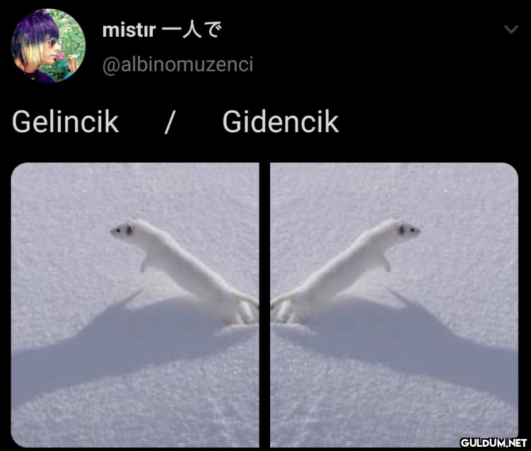 mistır -AT @albinomuzenci...