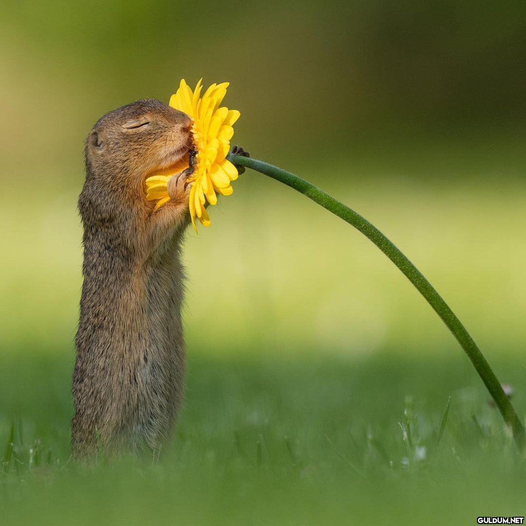 Sevginin kokusu 🐿...