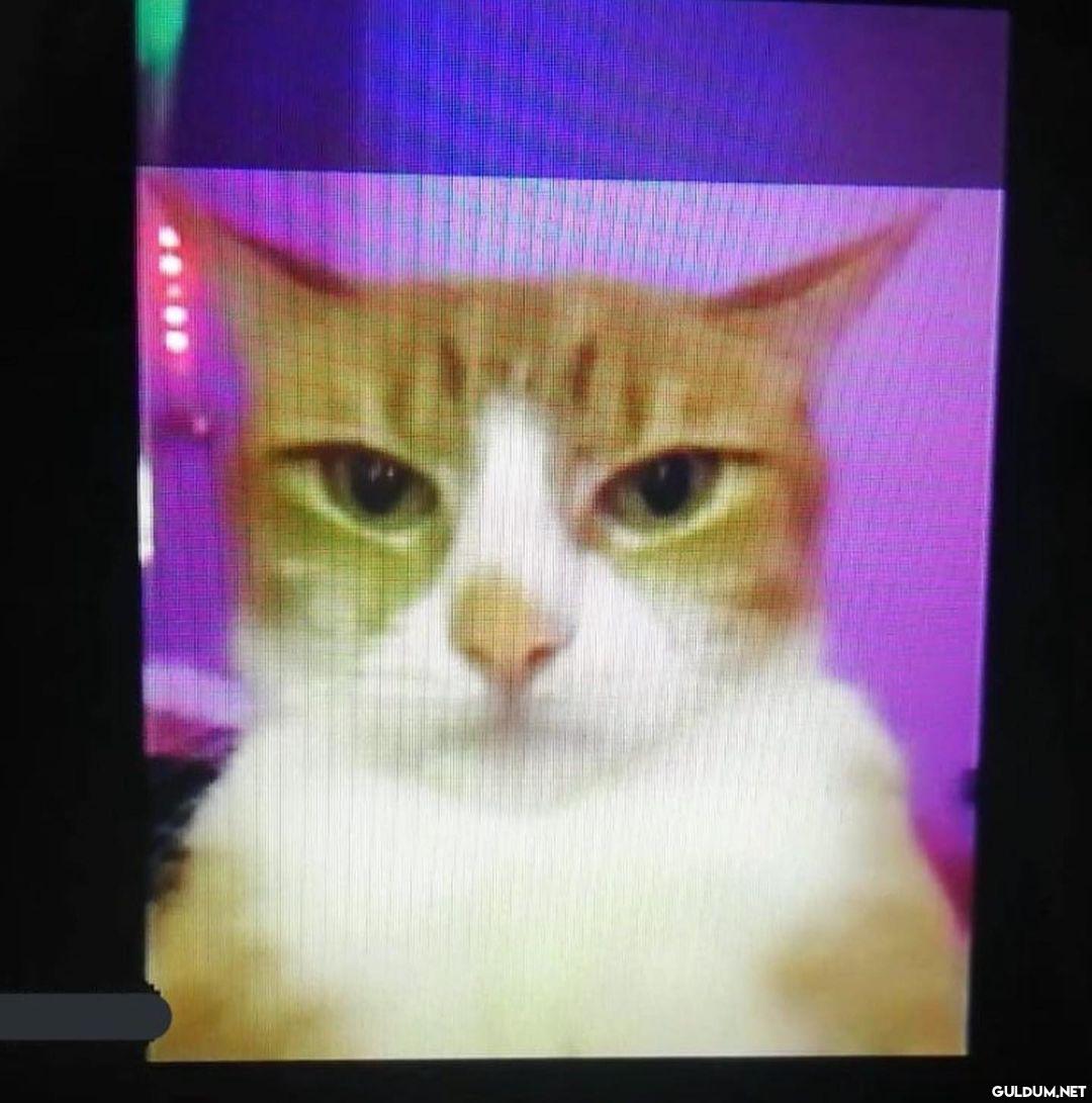 cabuk son fotoya bakın ...