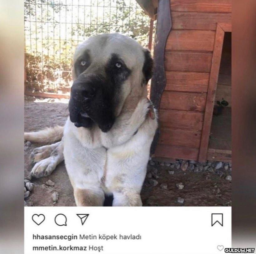 Aşırı geyikli arkadaşlık...