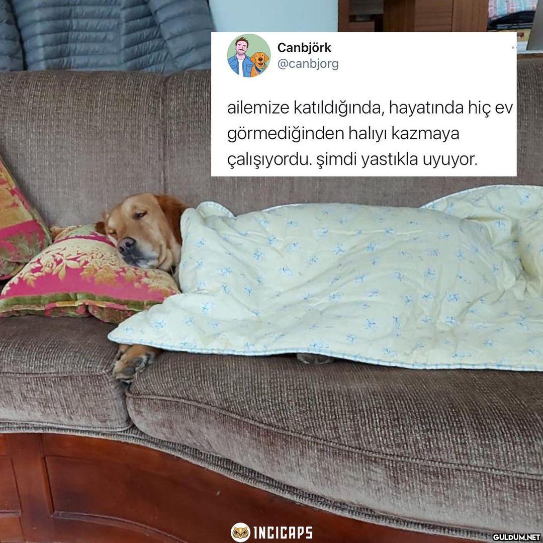 Canbjörk @canbjorg...