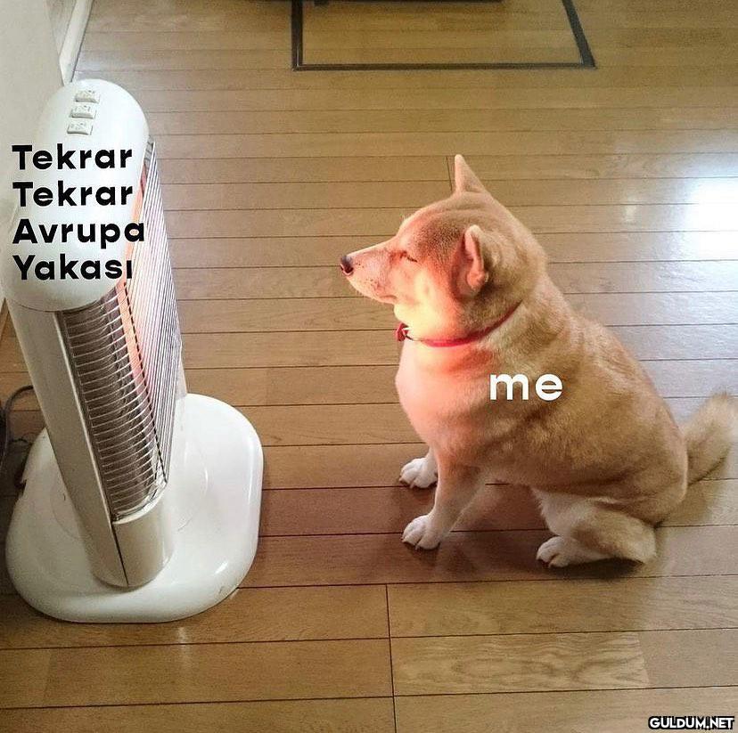 Çünkü neden olmasın? ...
