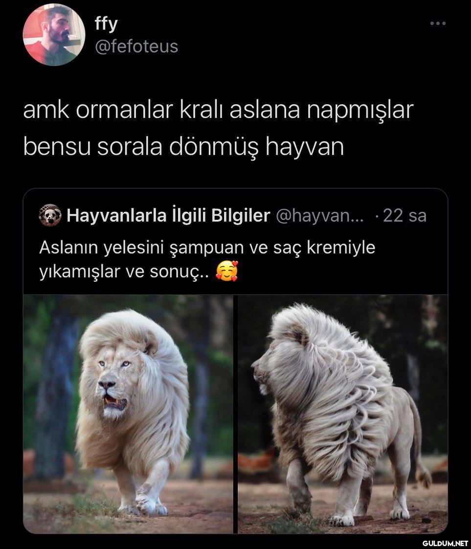 ffy @fefoteus amk ormanlar...