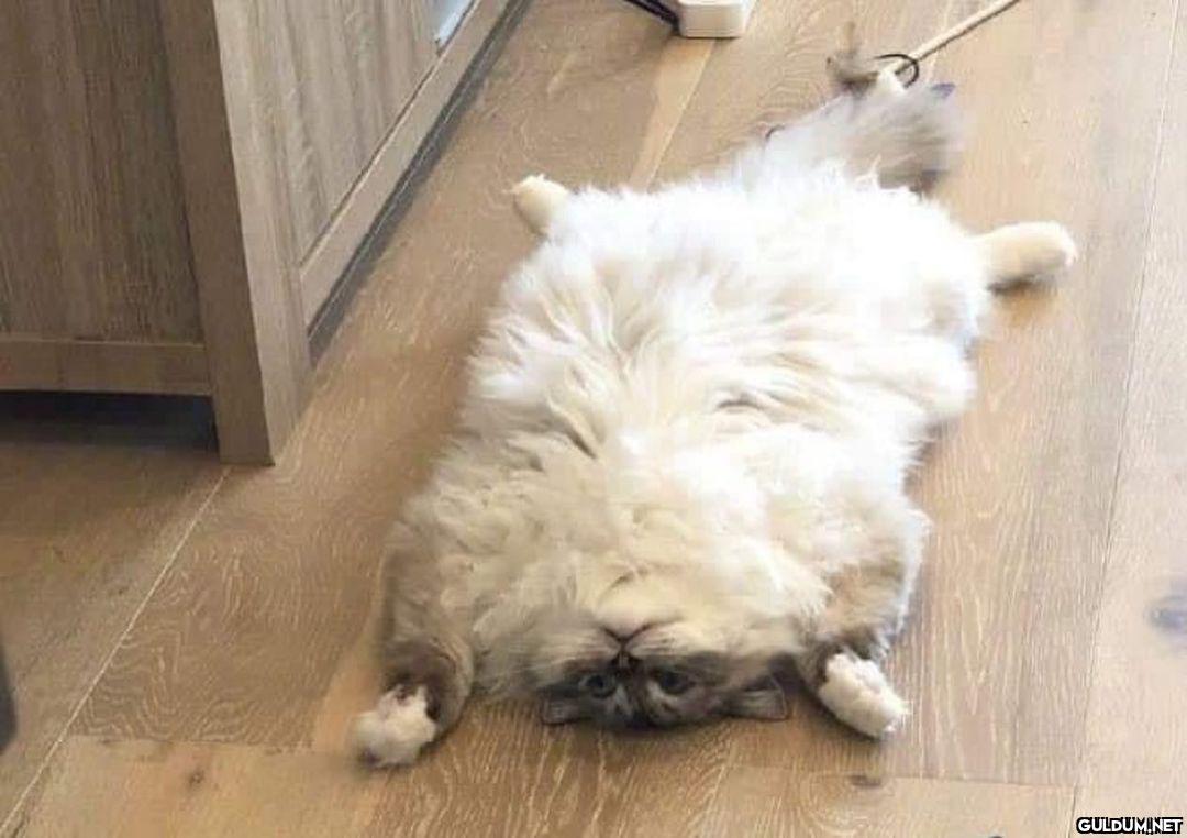 neden kedi sahibi...