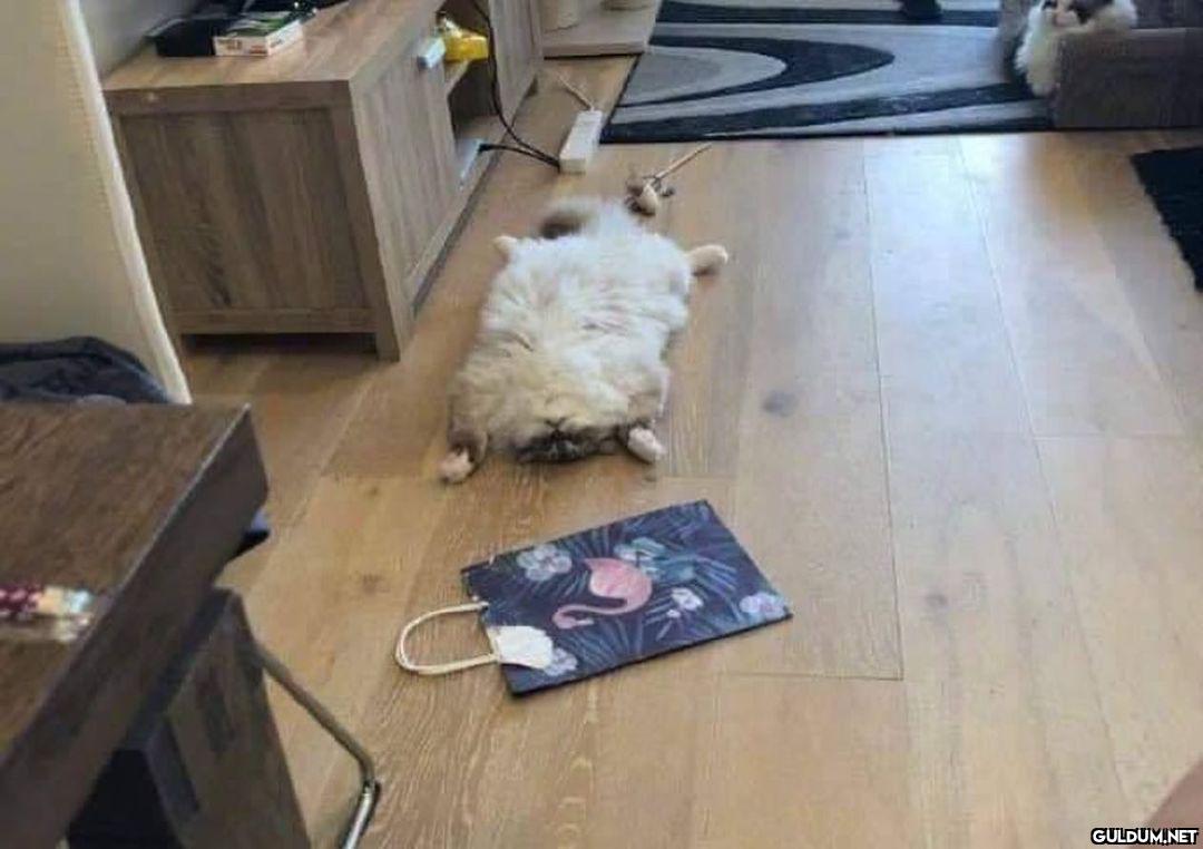 neden kedi sahibi...