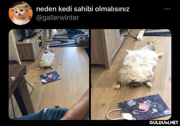 neden kedi sahibi...