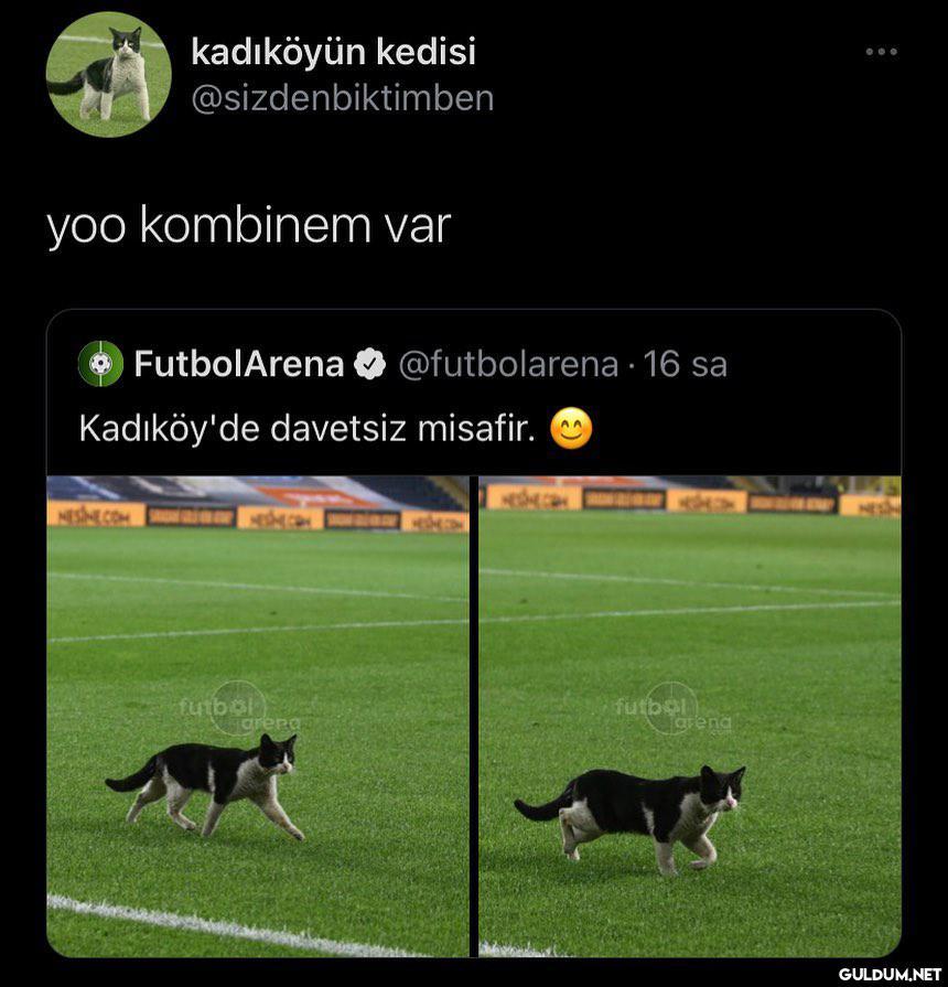 kadıköyün kedisi...