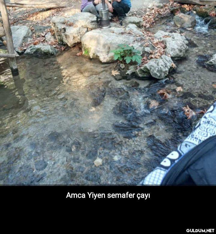 Amca Yiyen semafer çayı    Kaynak