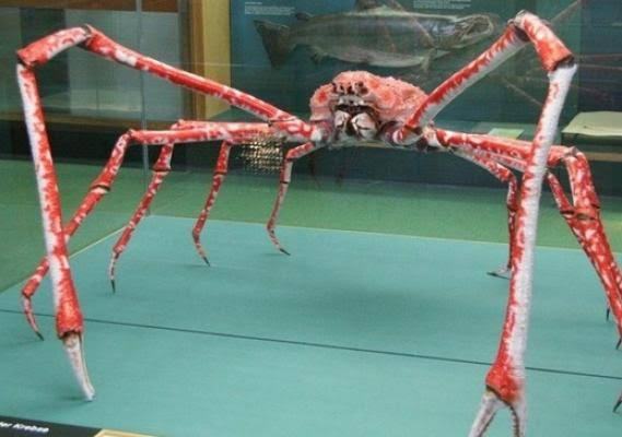 🕷️Dünya'nın en büyük...