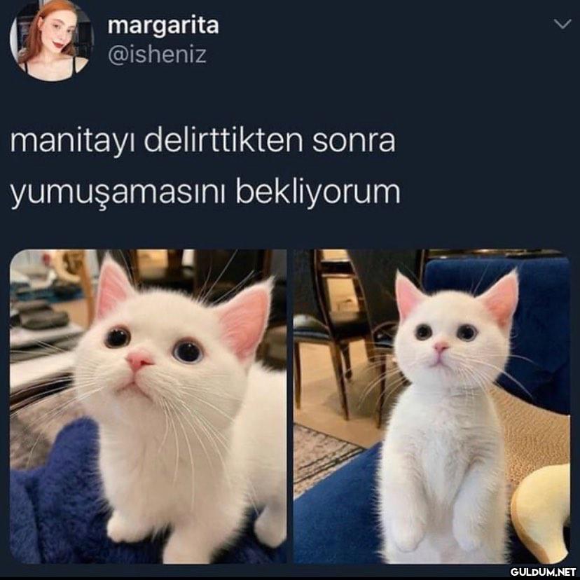 tipe bakin  margarita...