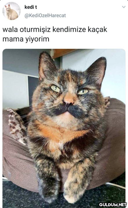 kedi t @KediOzelHarecat...