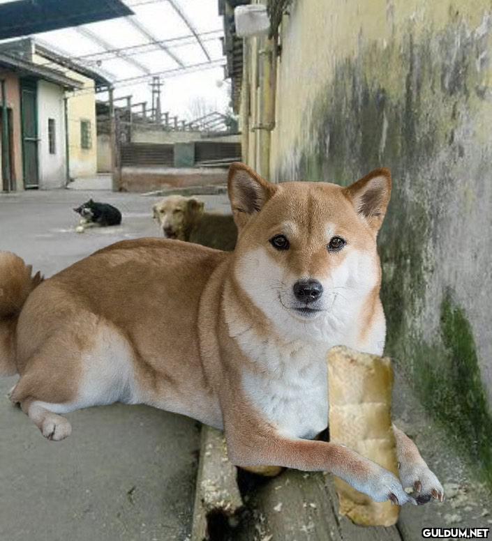 Doge muhtaç olmuş bir kuru...