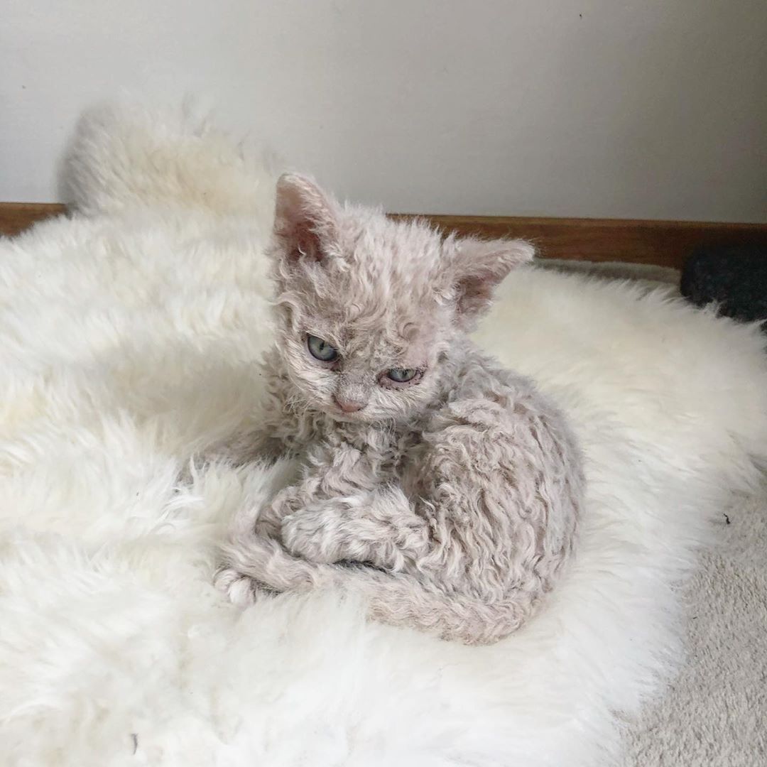 Curly isimli bir kedinin paylaşımı.