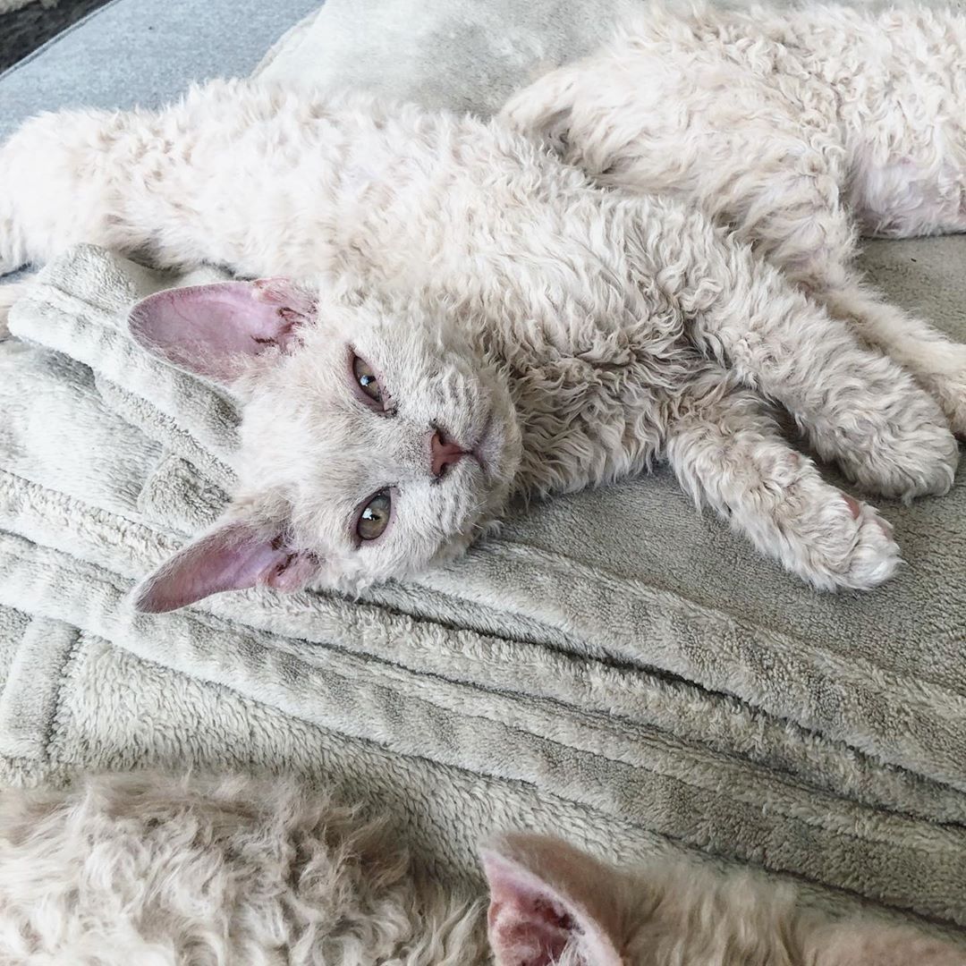 Curly isimli bir kedinin paylaşımı.