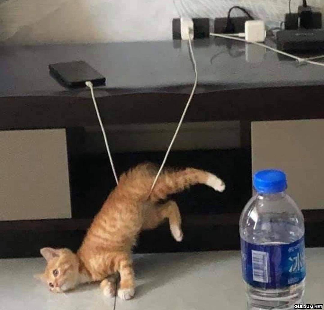 kedi t @KediOzelHarecat...