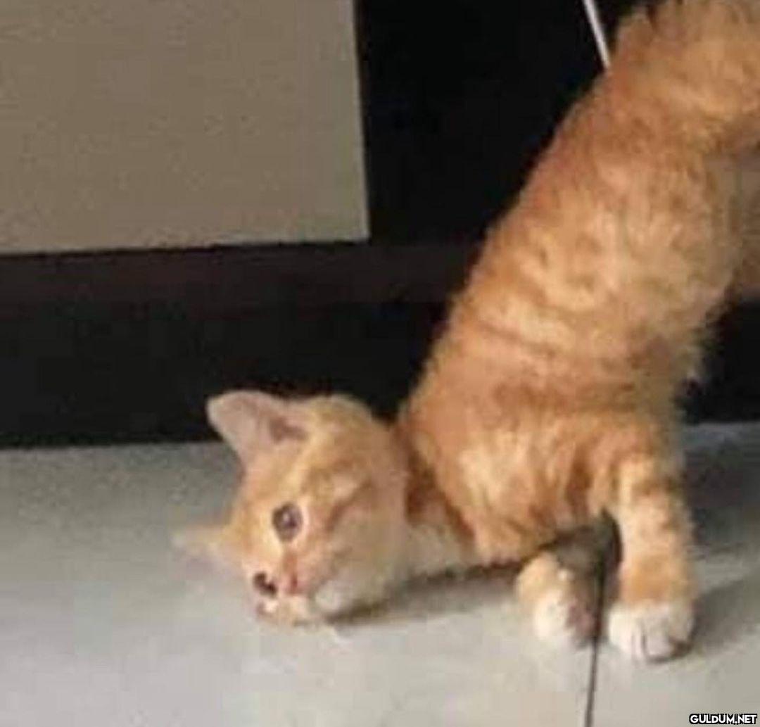 kedi t @KediOzelHarecat...