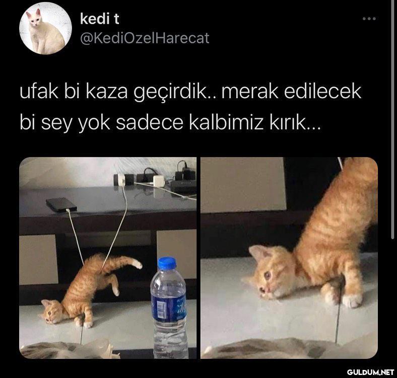 kedi t @KediOzelHarecat...