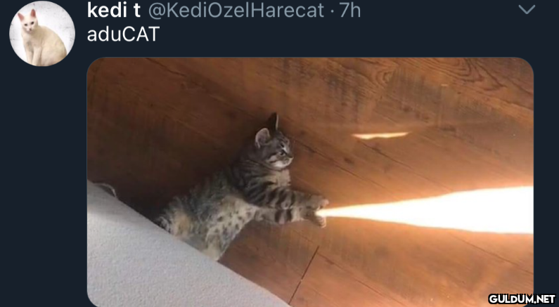 kedi t @KediOzelHarecat ·...