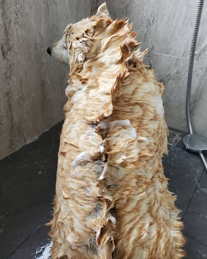 Dogezilla
📸...