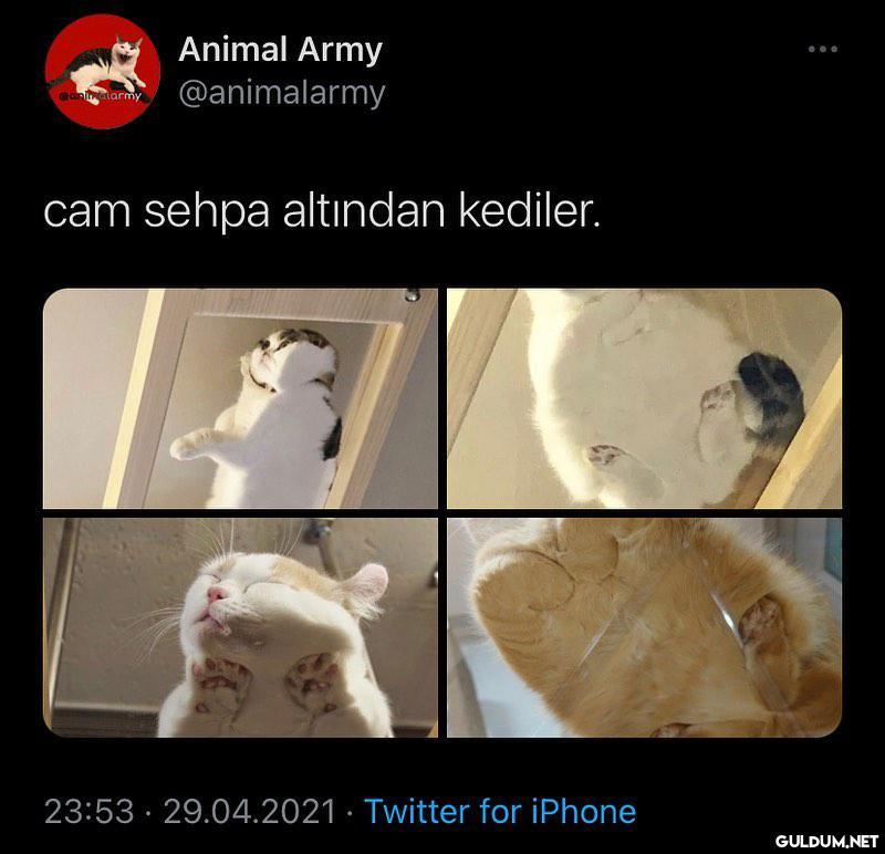Pişmaniye bu  Animal Army...