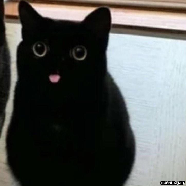 kedi t @KediOzelHarecat...