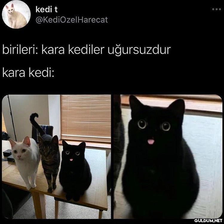 kedi t @KediOzelHarecat...