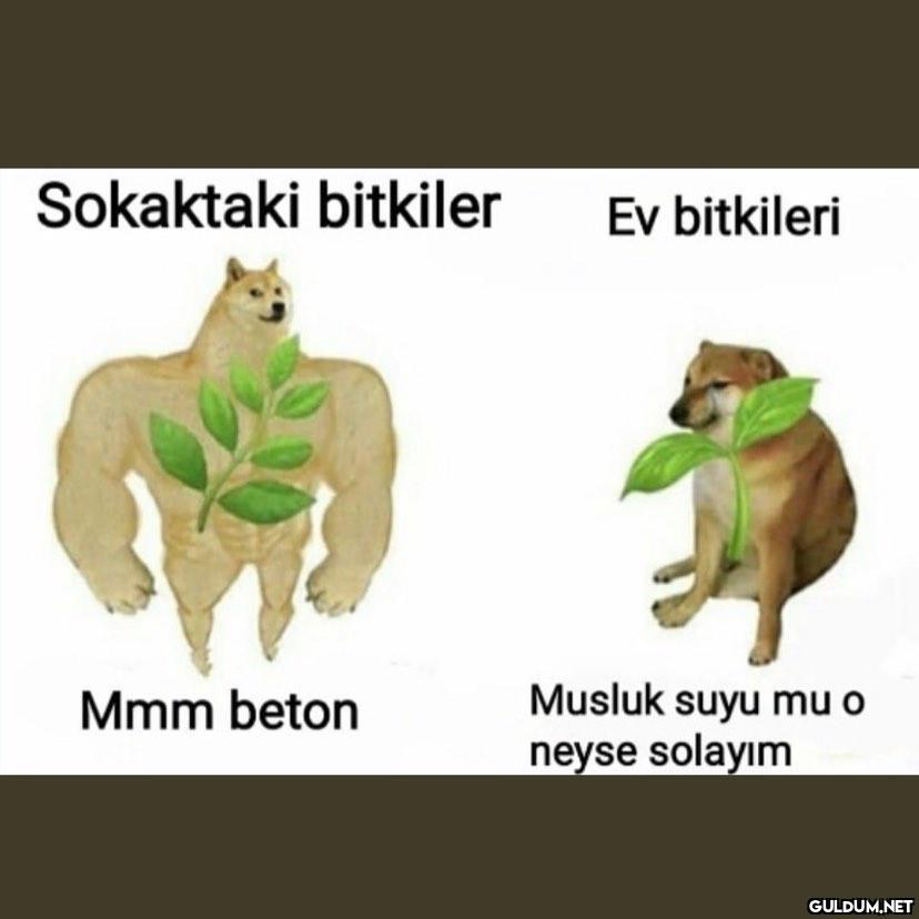 true post  Sokaktaki...