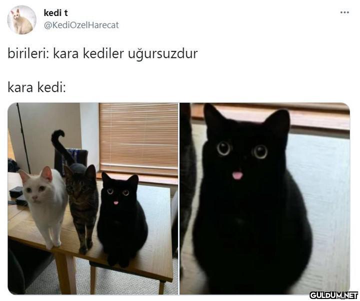 kedi t ......