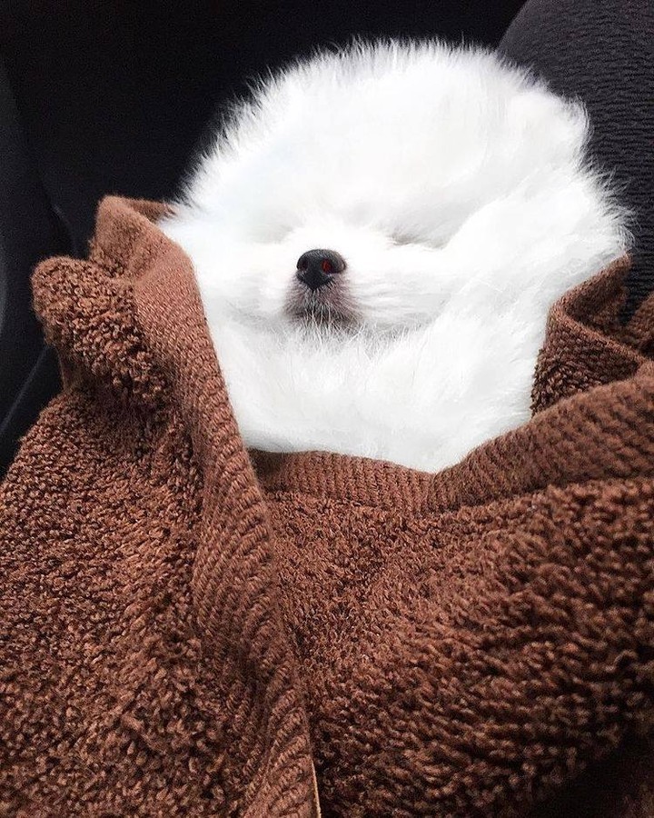 Sleepy fluff
📸...