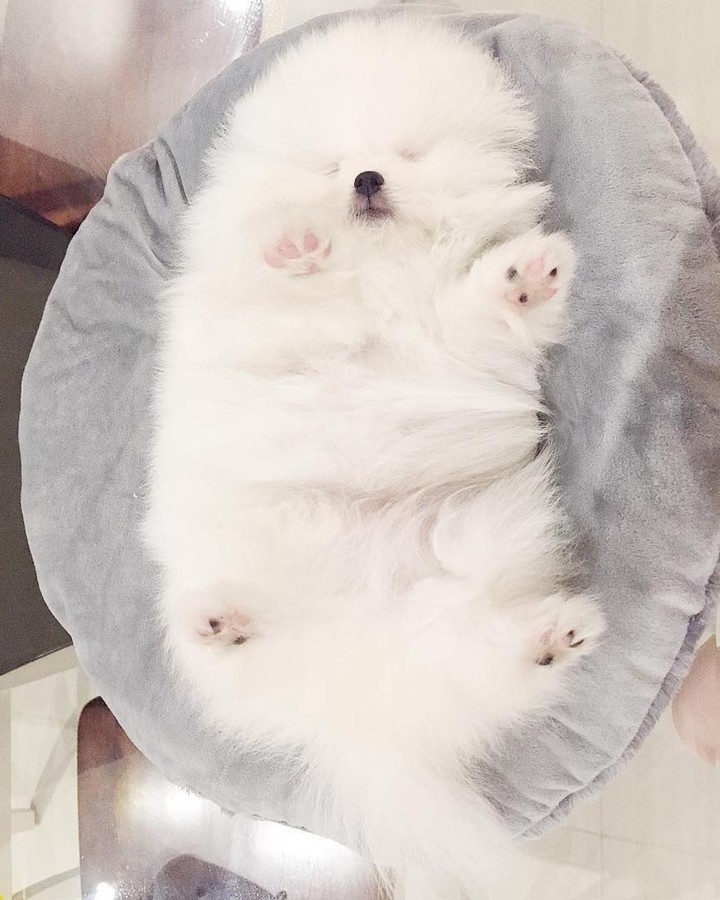 Sleepy fluff
📸...