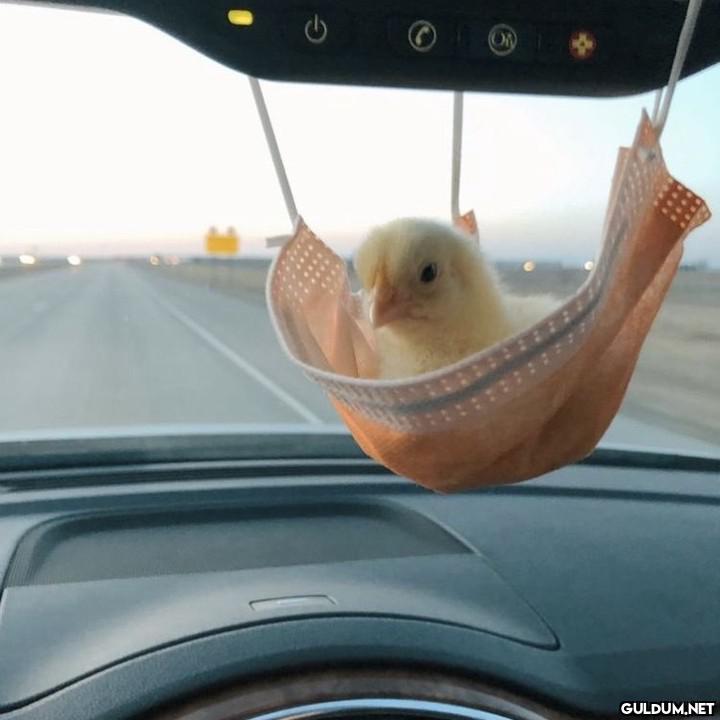 Günaydın 😊  ON    Kaynak