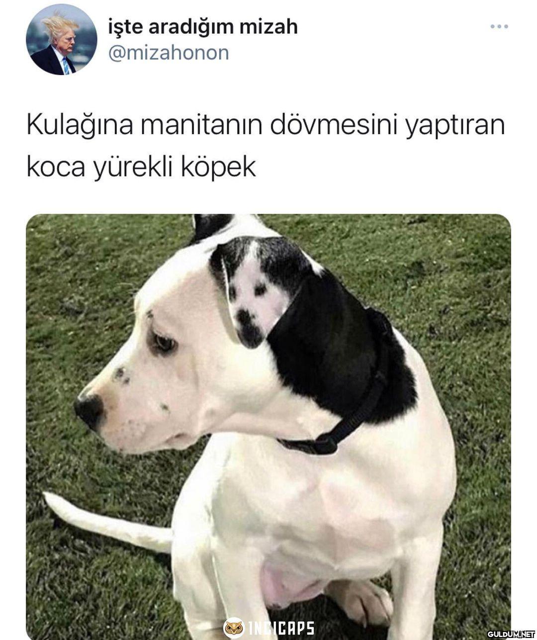 işte aradığım mizah...