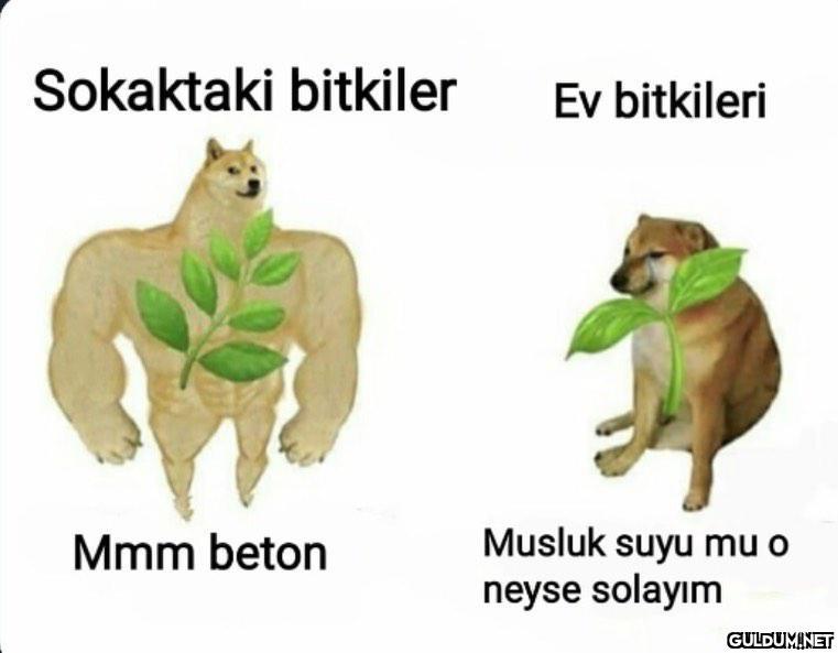 Aşırı doğru  Sokaktaki...
