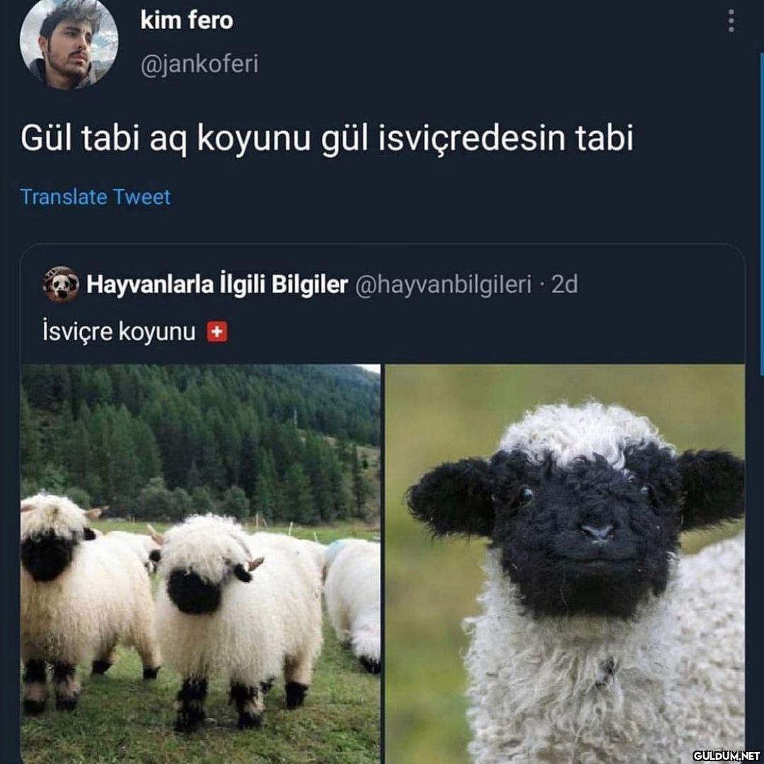 İsviçre’nin koyunu bile...