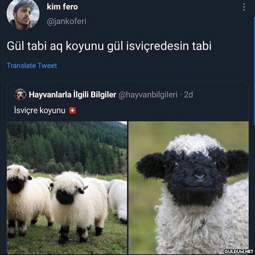 koyunu bile mutlu  kim...