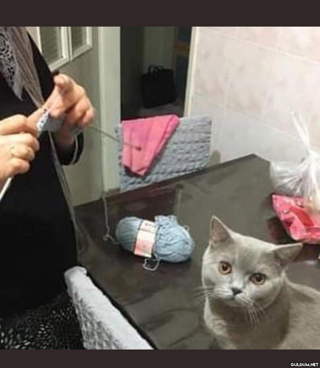 kedi t @KediOzelHarecat...