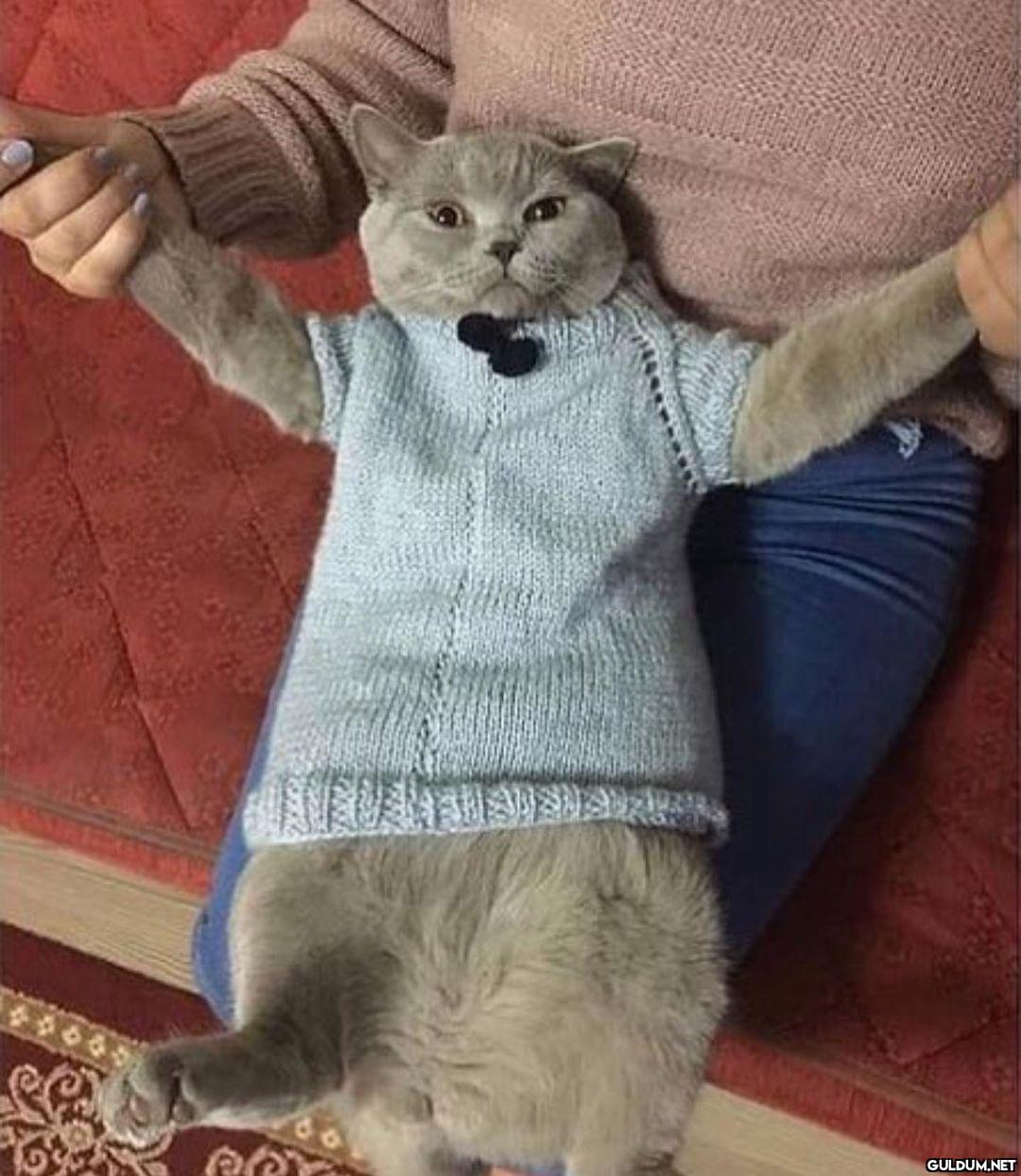 kedi t @KediOzelHarecat...