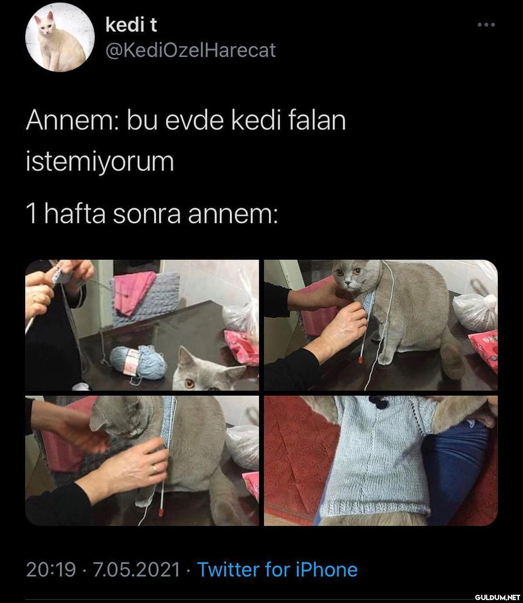 kedi t @KediOzelHarecat...