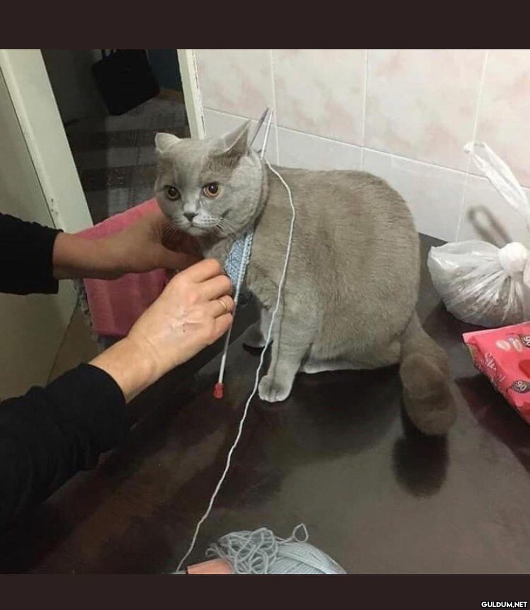 kedi t @KediOzelHarecat...