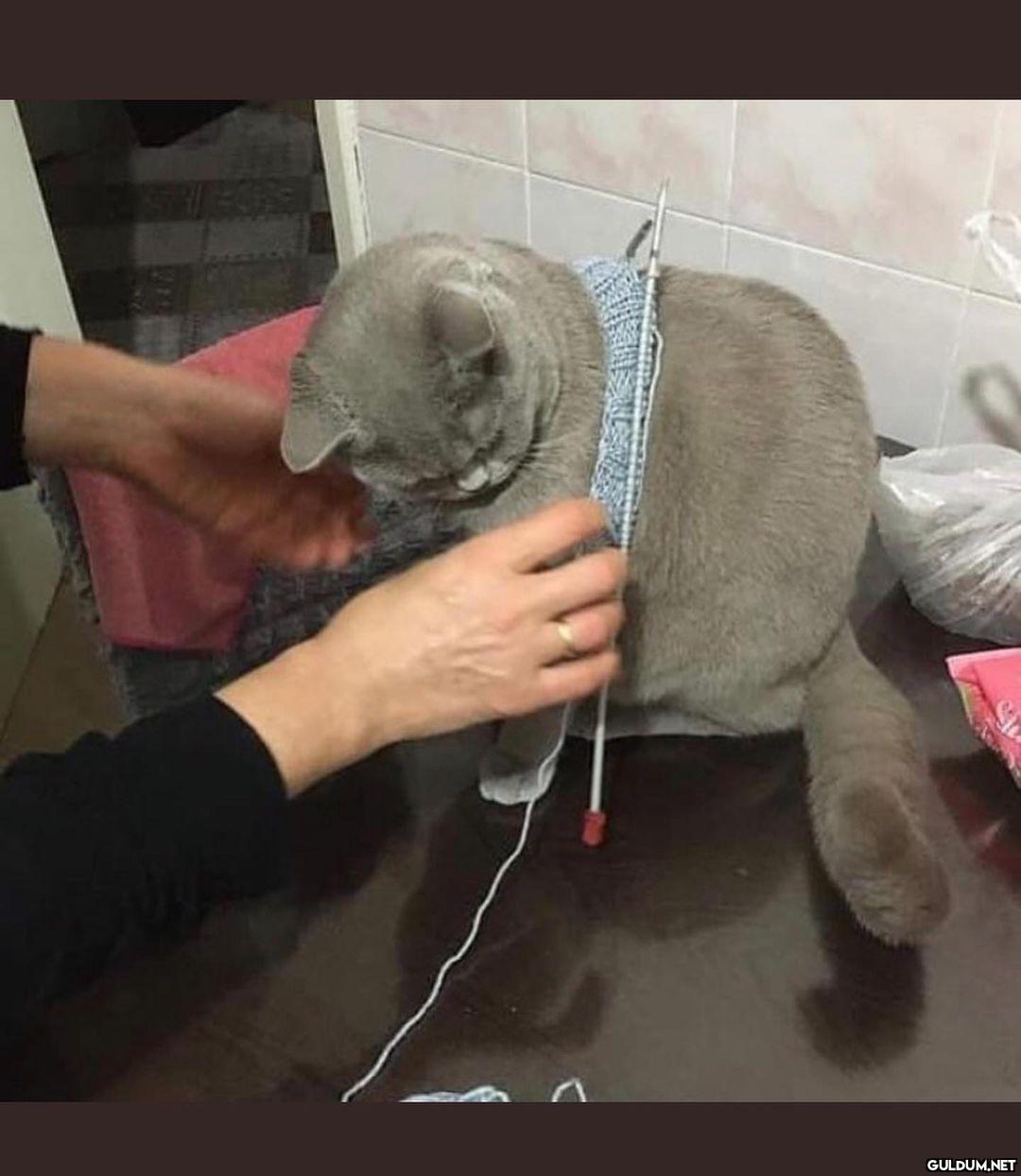 kedi t @KediOzelHarecat...
