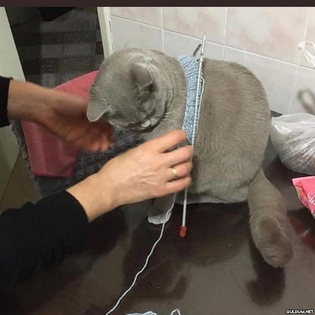 kedi t @KediOzelHarecat...