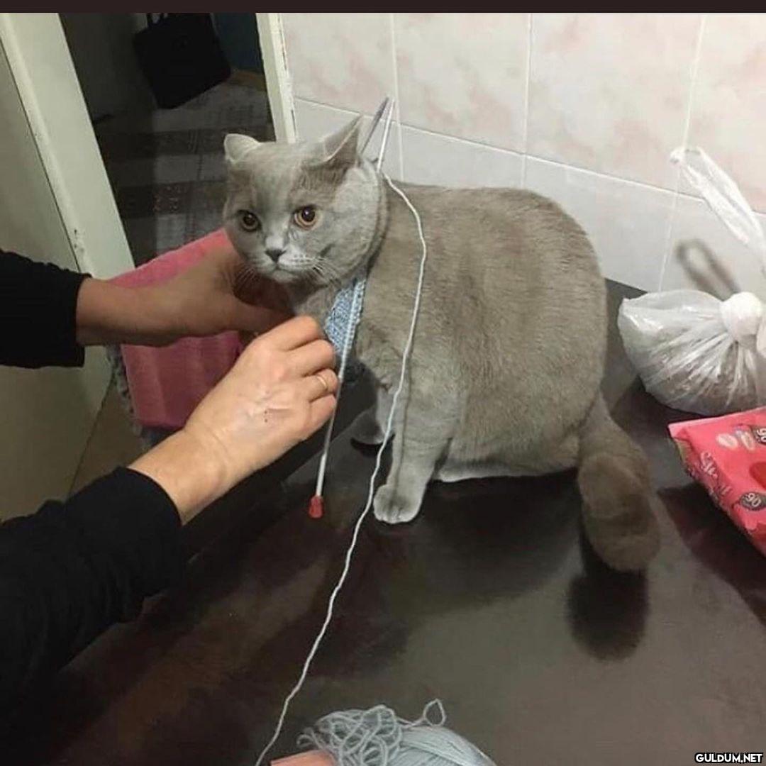 kedi t @KediOzelHarecat...