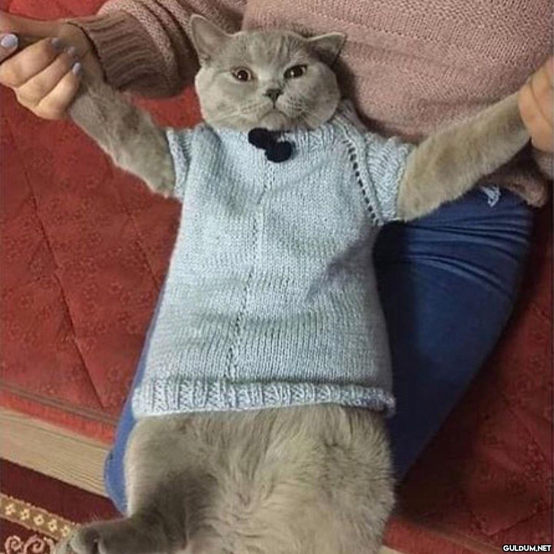 kedi t @KediOzelHarecat...