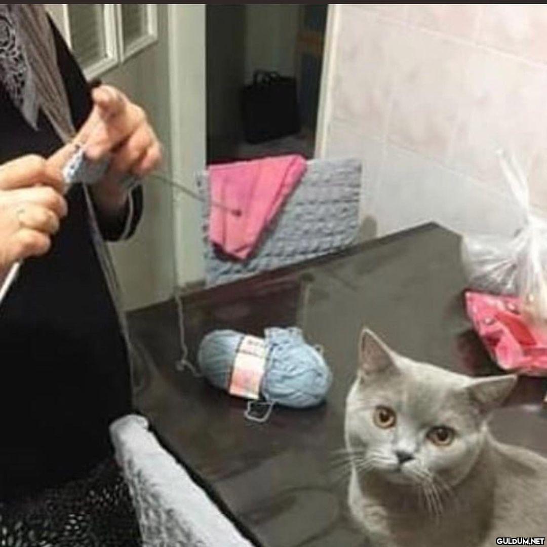 kedi t @KediOzelHarecat...