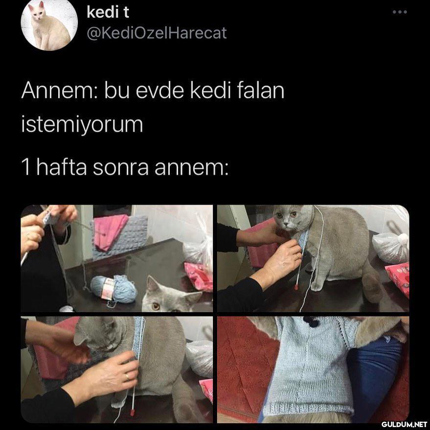 kedi t @KediOzelHarecat...