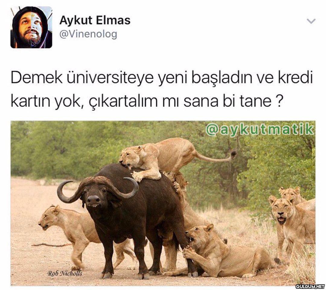 Üniversiteye yeni...