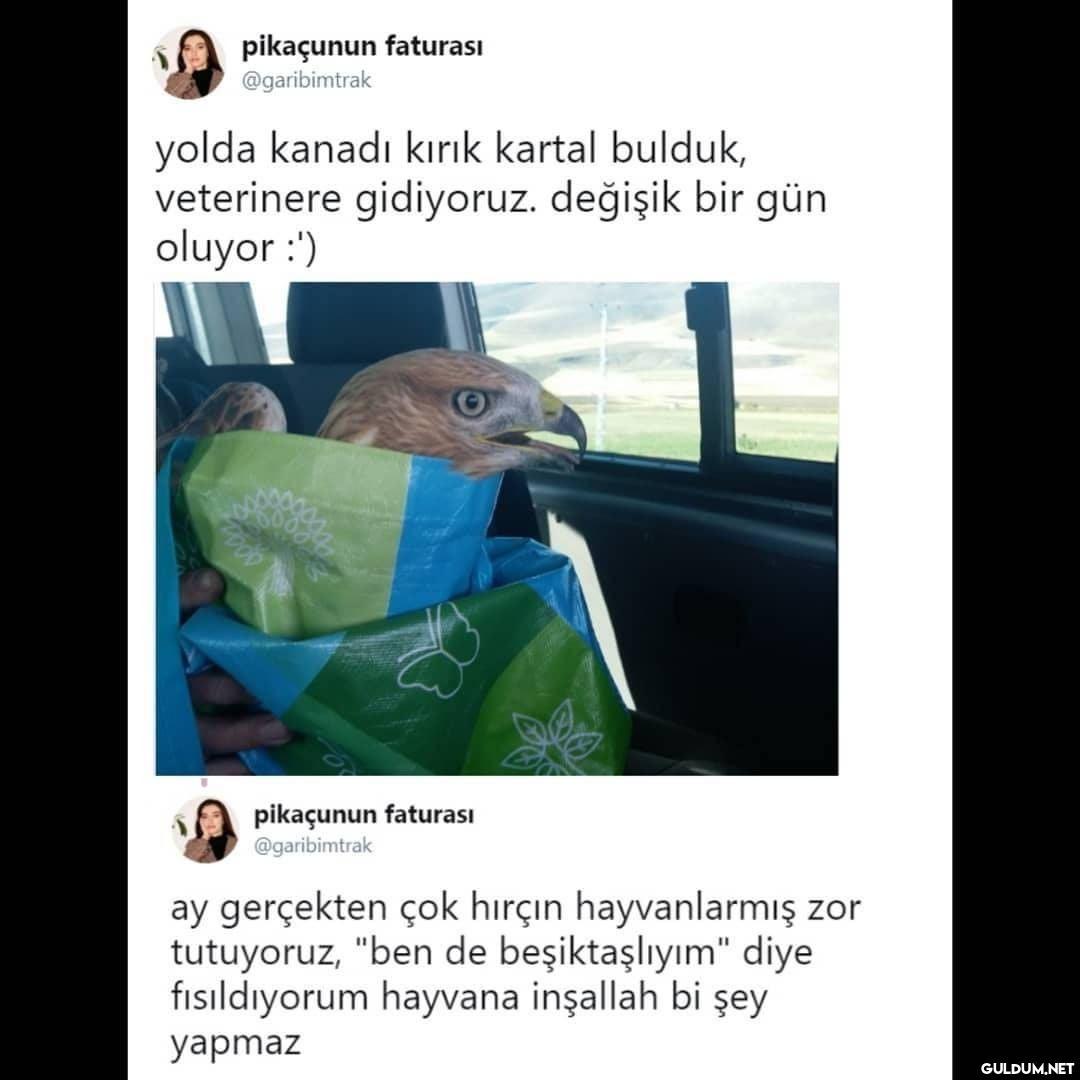 pikaçunun faturası...